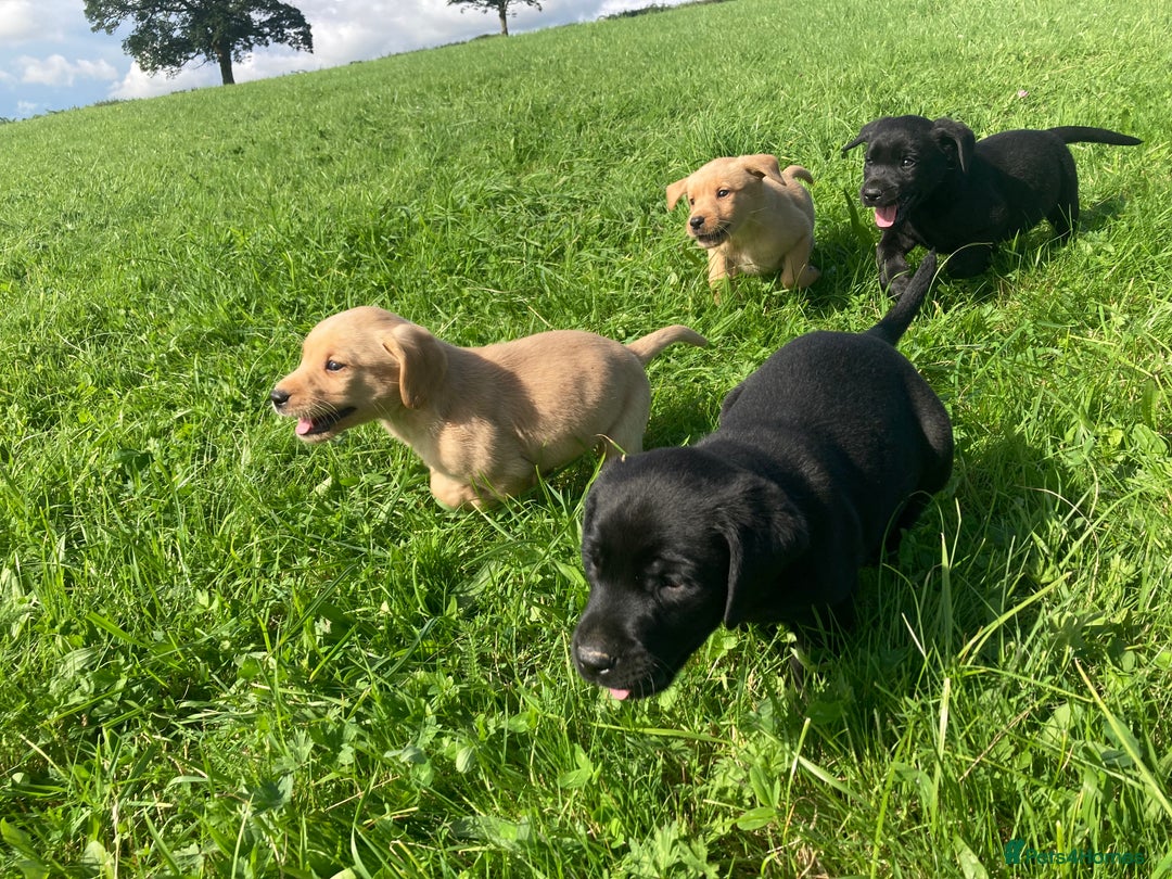 Labrador Retriever dogs for sale: Beautiful KC Reg Lab pups  - Image 26
