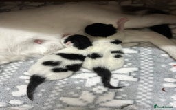 British Shorthair cats for sale: Loving Kittens ready to go  - Image 3