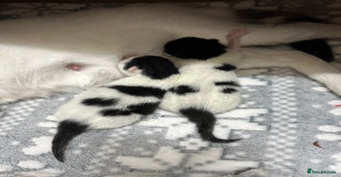 British Shorthair cats - Advert 7