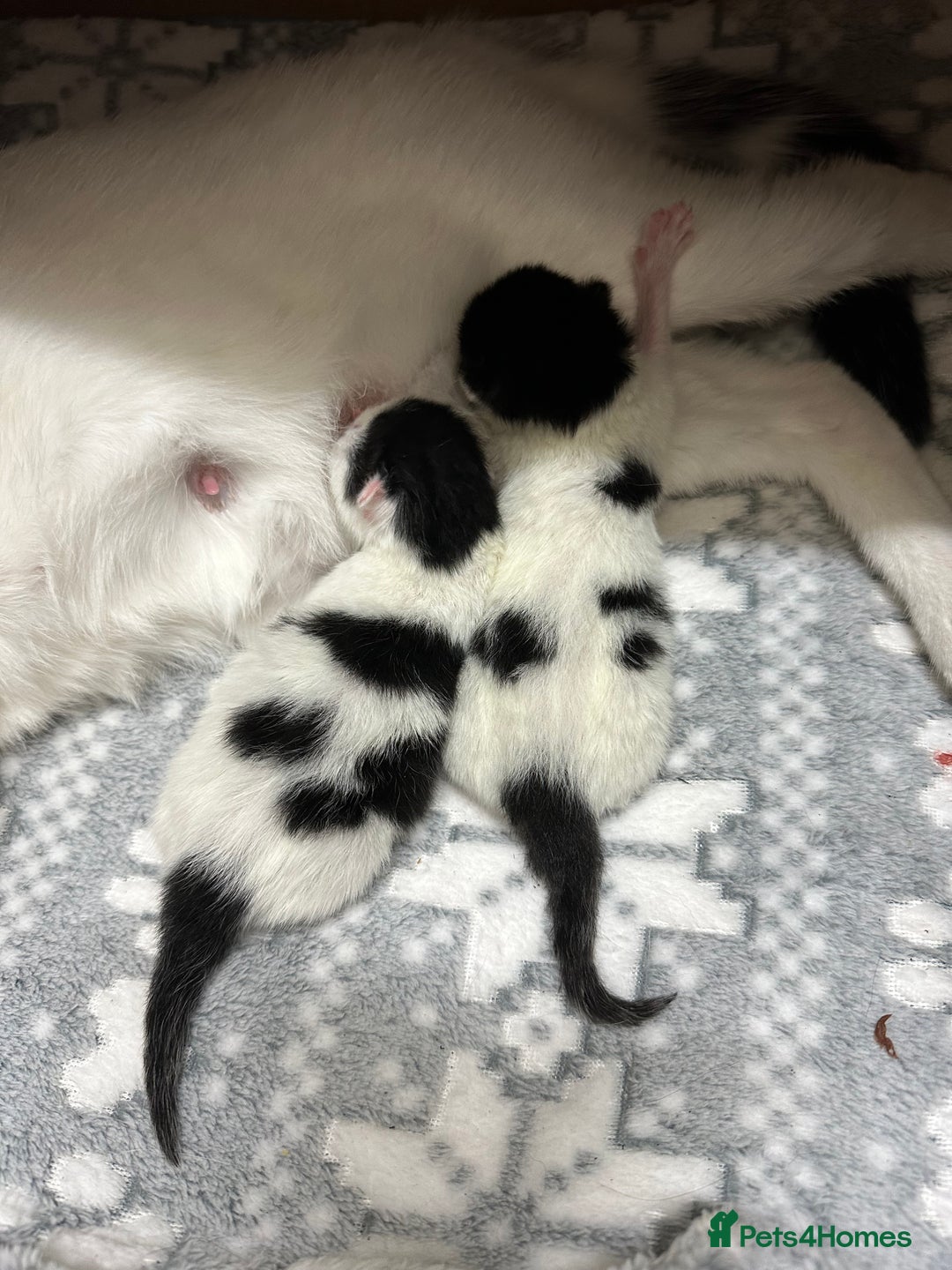 British Shorthair cats for sale: Loving Kittens ready to go  - Image 3