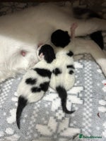 British Shorthair cats - Advert 7