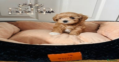 Maltipoo dogs - Advert 2