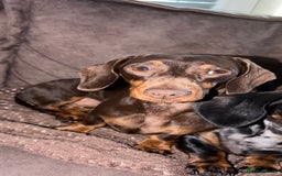 Miniature Dachshund dogs for sale: Chocolate & Tan Mini Dachshund  - Image 2