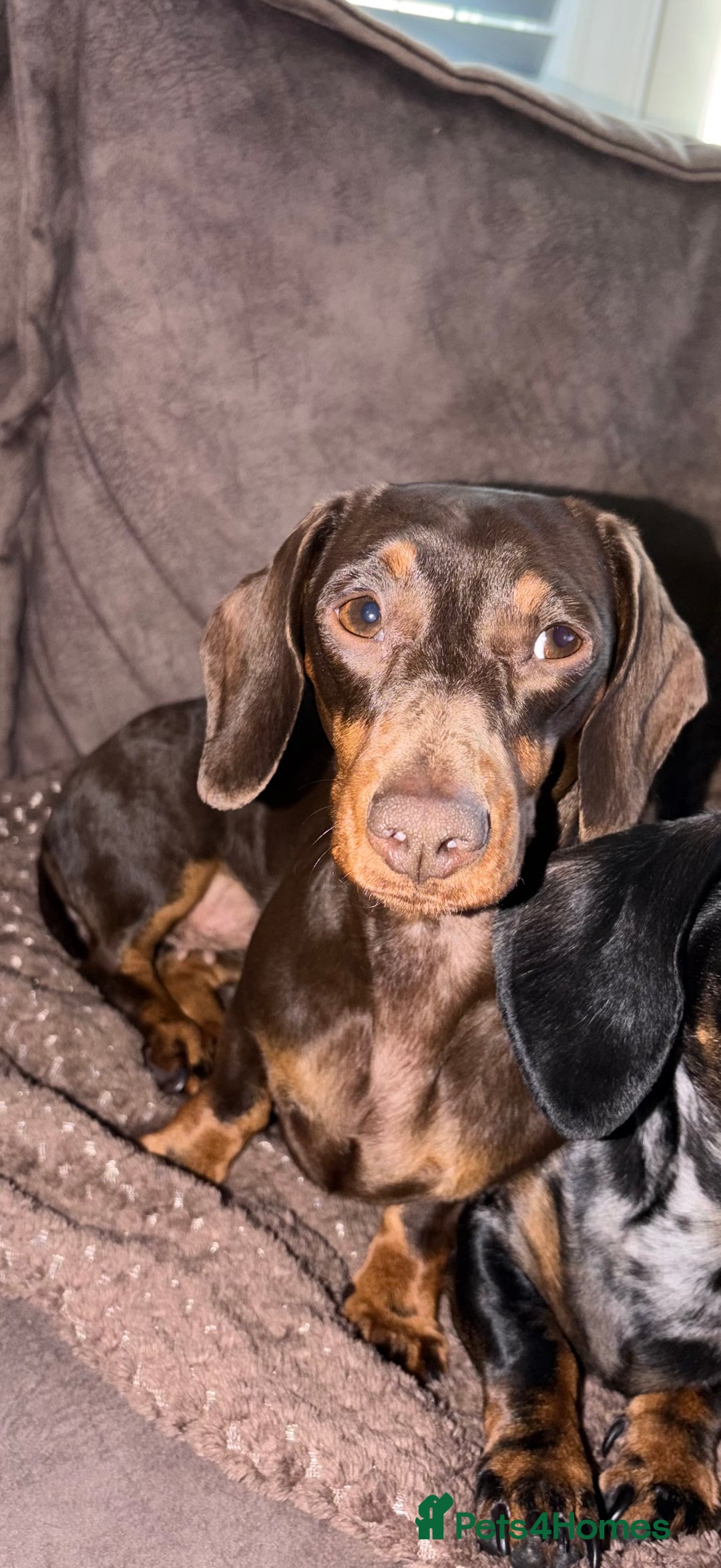 Miniature Dachshund dogs for sale: Chocolate & Tan Mini Dachshund  - Image 2