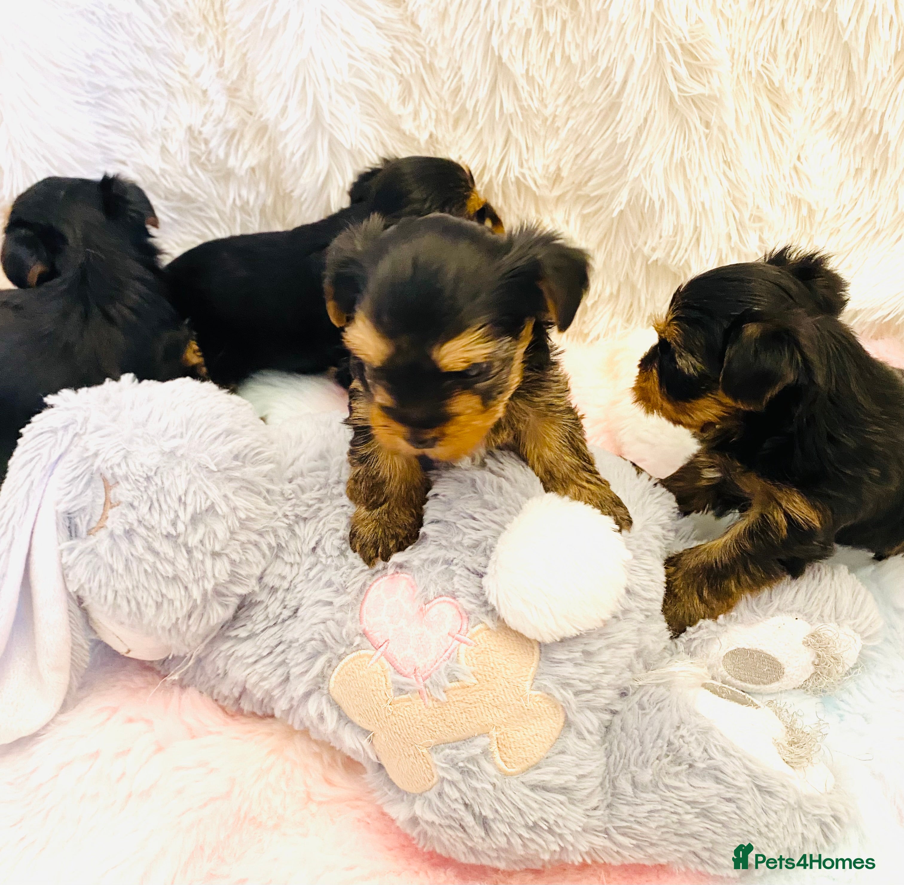 Yorkshire Terrier dogs KC Registered Yorkshire terrier puppy’s  - Advert 15