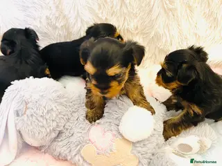 Yorkshire Terrier dogs KC Registered Yorkshire terrier puppy’s - Advert 15