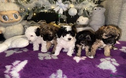Cavapoo dogs for sale: Gorgeous rare Cavapoo F1B puppies 🐶  - Image 1