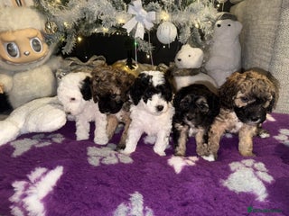 Cavapoo dogs for sale - Advert 1