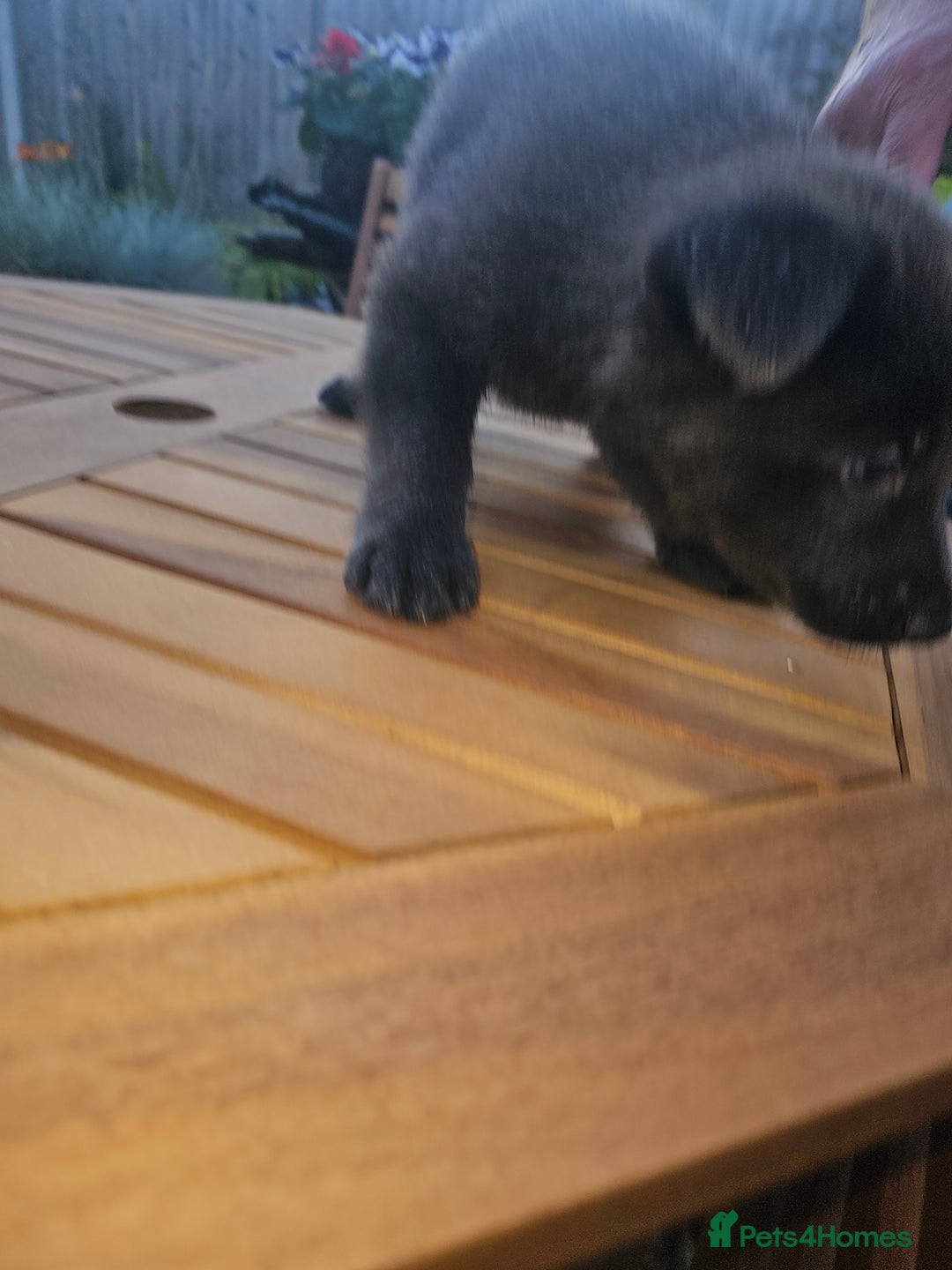 German Shepherd dogs for sale: Blue German shepherds for sale - Image 13