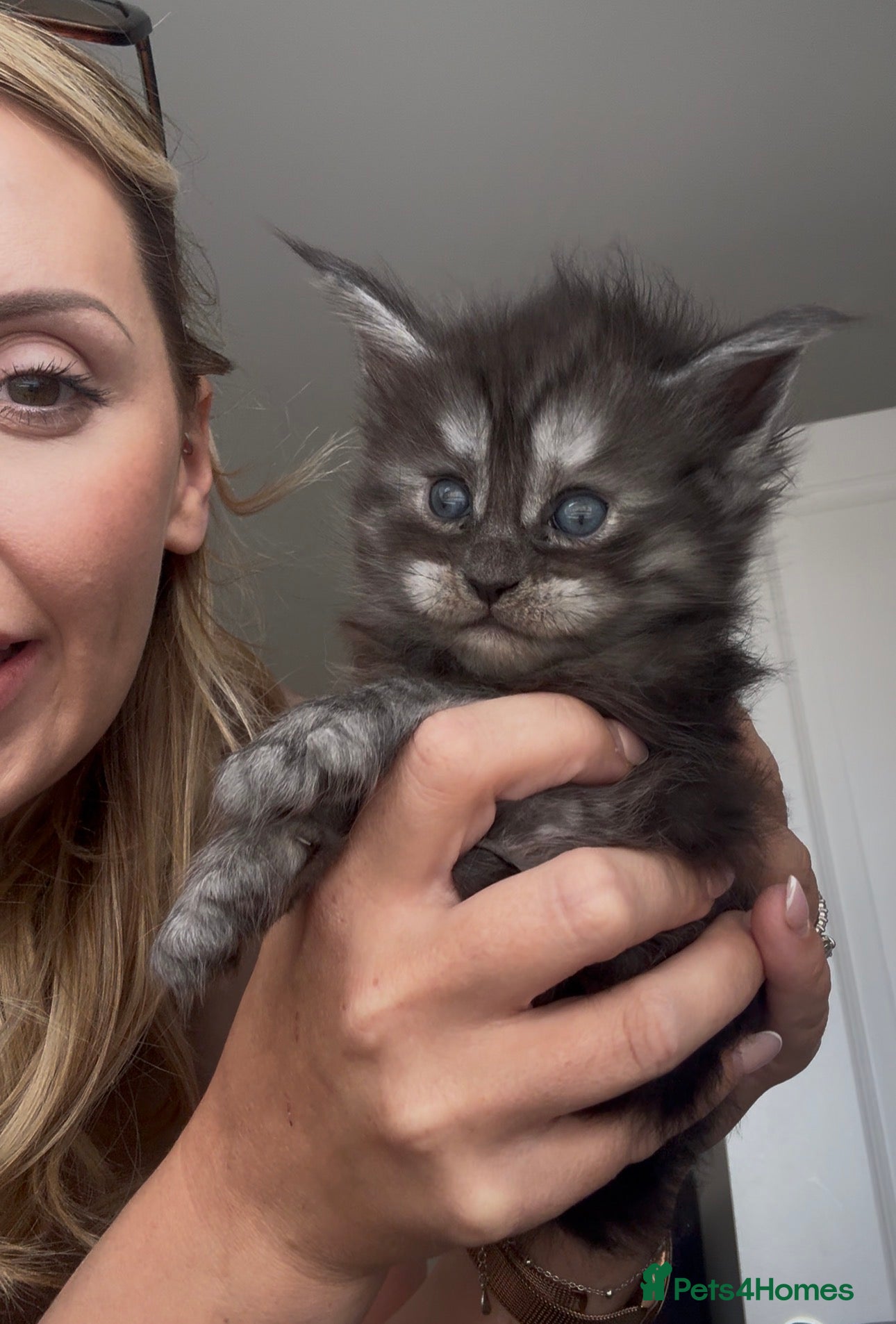 Maine Coon cats Active breeding champion maincoon  - Advert 2