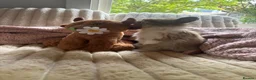 Lionhead rabbits for sale: Baby lionhead cross flop rabbits  - Advert 13