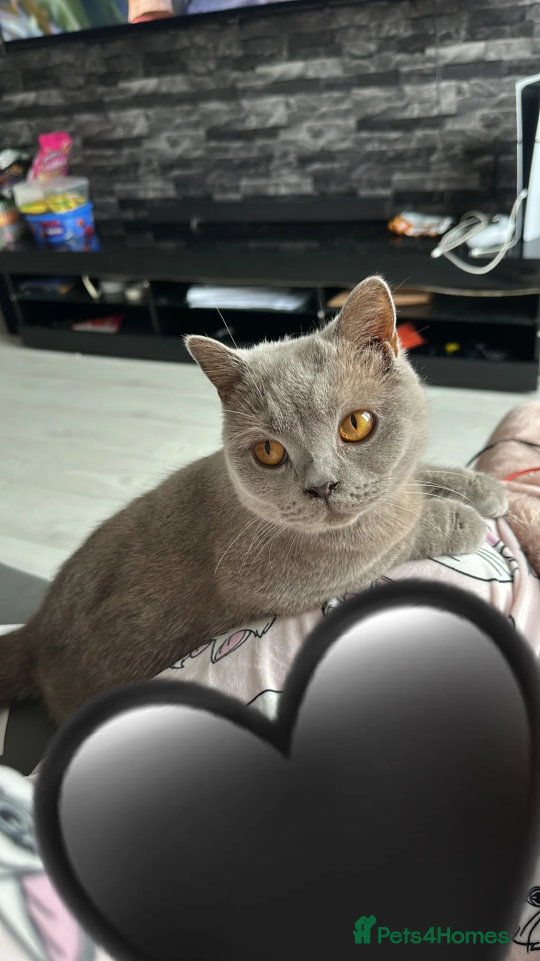 British Shorthair cats for sale: British shorthair - Advert 2