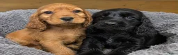 Cocker Spaniel dogs for sale: Cocker spaniel puppies - Advert 4