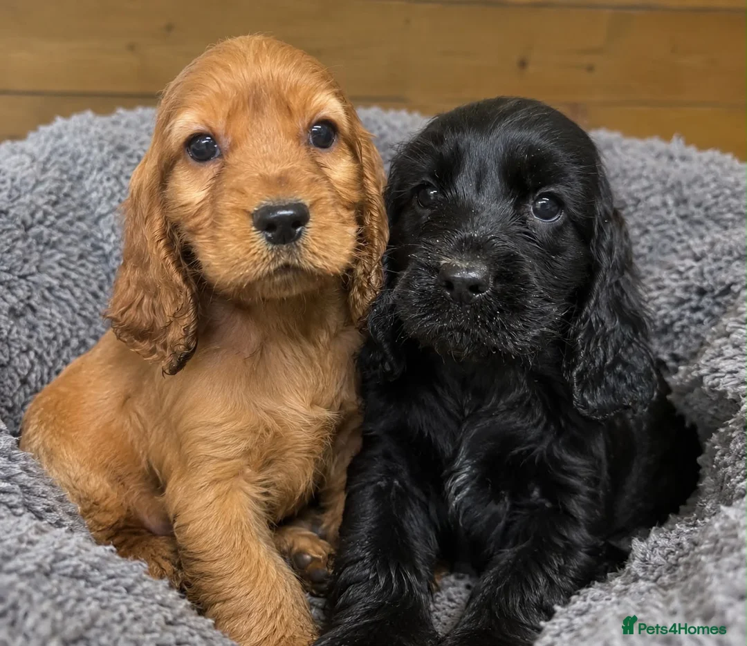 Cocker Spaniel dogs for sale: Cocker spaniel puppies - Advert 4