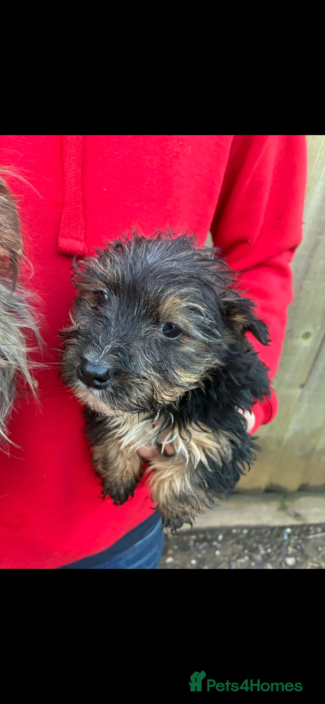 Yorkshire Terrier dogs for sale: Yorkshire terrier boy - Advert 2