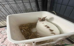Rex rabbits for sale: Rex female ready to go immediately  - Image 4