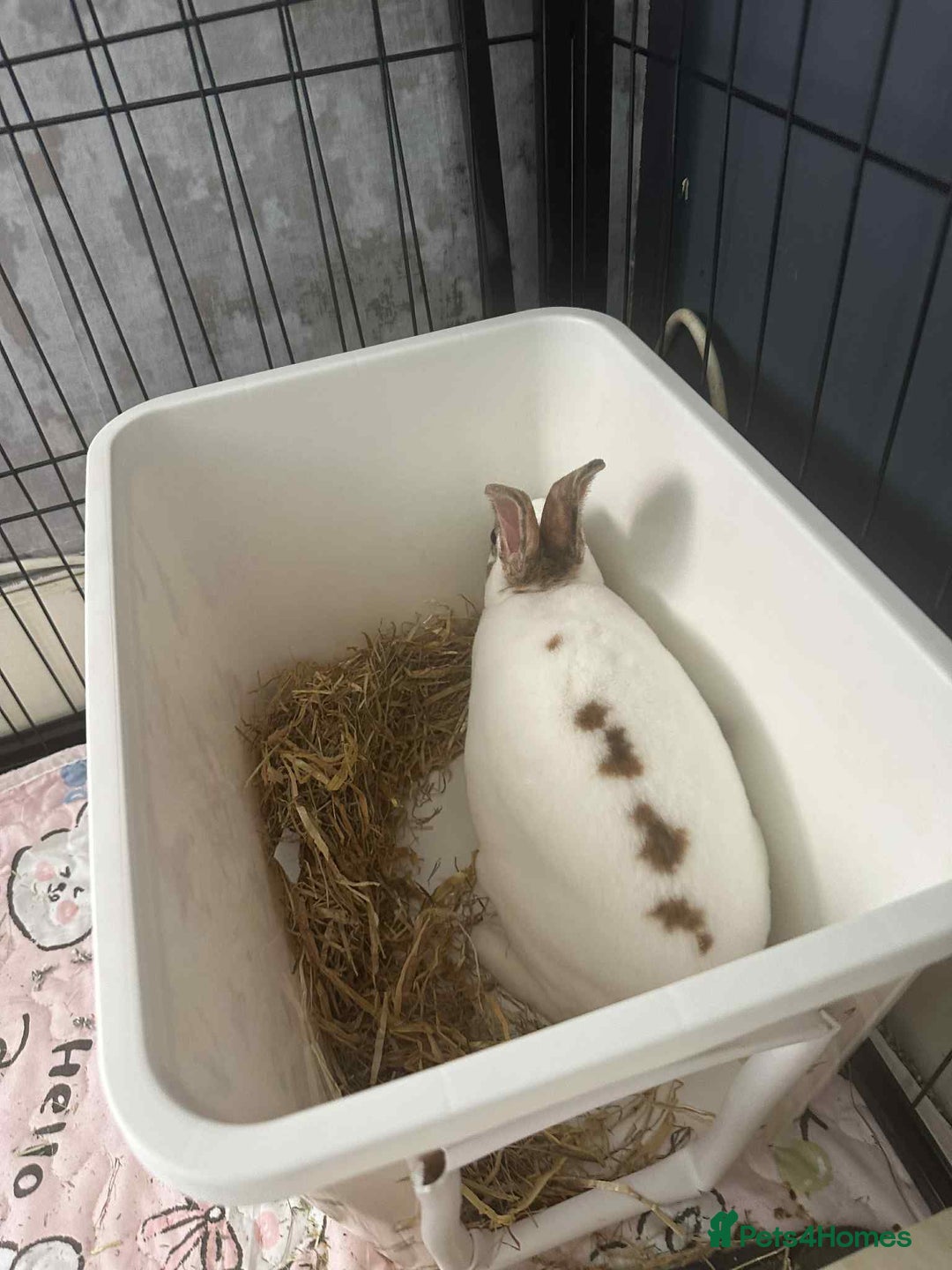 Rex rabbits for sale: Rex female ready to go immediately  - Image 4