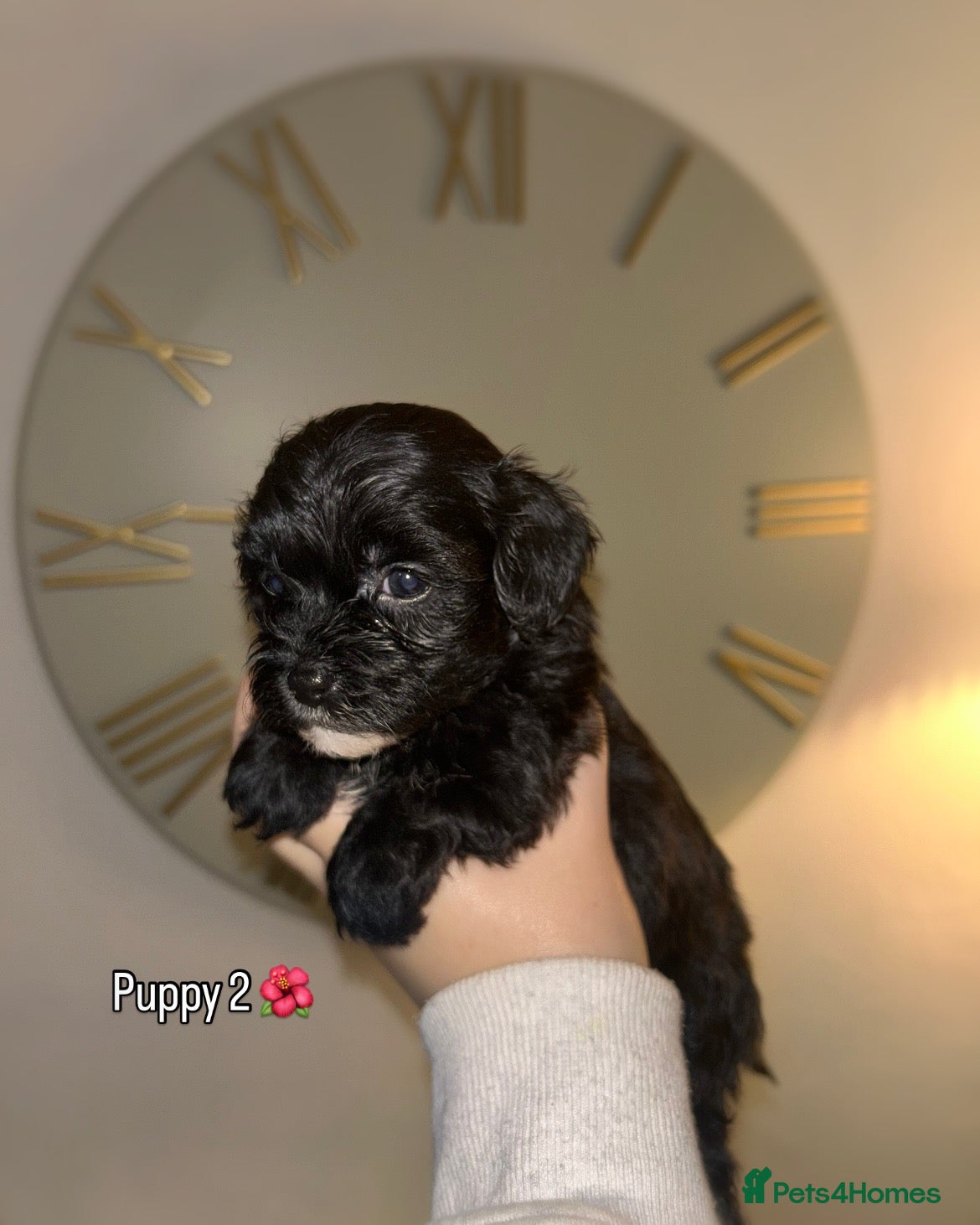 Shihpoo dogs Gorgeous Toy Shihpoo puppies - Advert 3