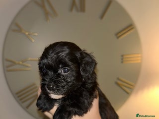 Shihpoo dogs - Advert 2