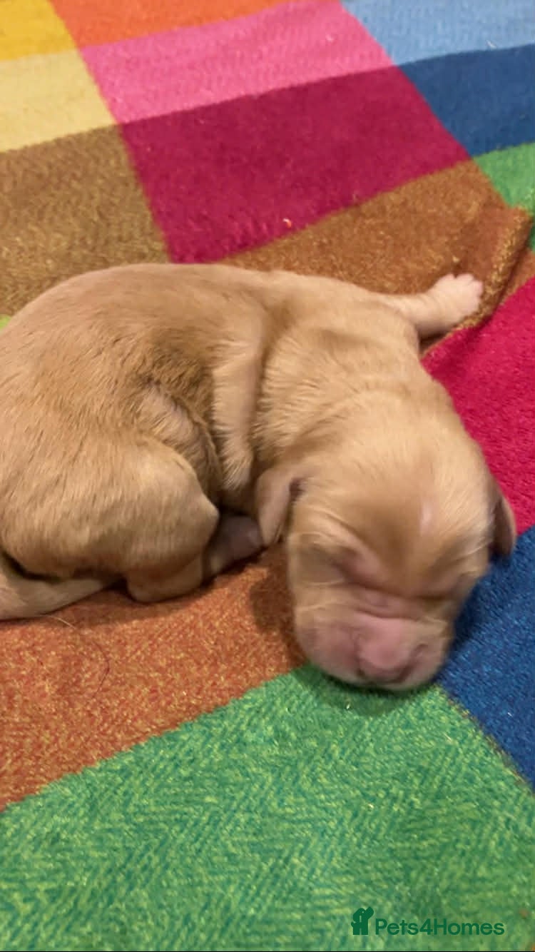 Mixed Breed dogs Goldendoodle Puppies 6 girls 3 boys - Advert 4