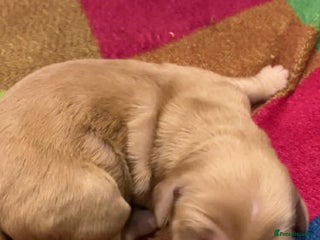 Mixed Breed dogs Goldendoodle Puppies 6 girls 3 boys - Advert 4