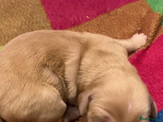 Mixed Breed dogs Goldendoodle Puppies 6 girls 3 boys - Advert 2