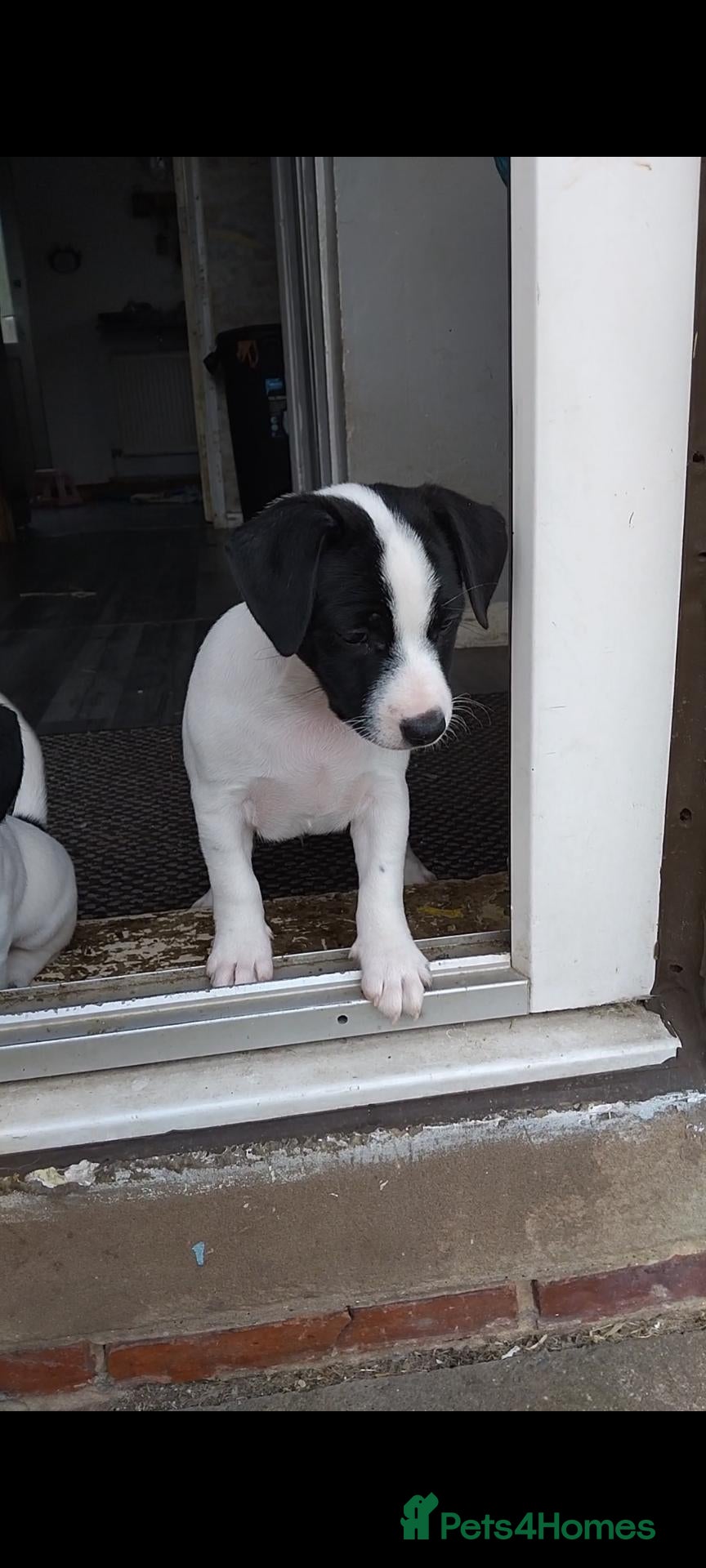 Jack Russell dogs Jack Russell puppy, last boy remaining - Advert 14