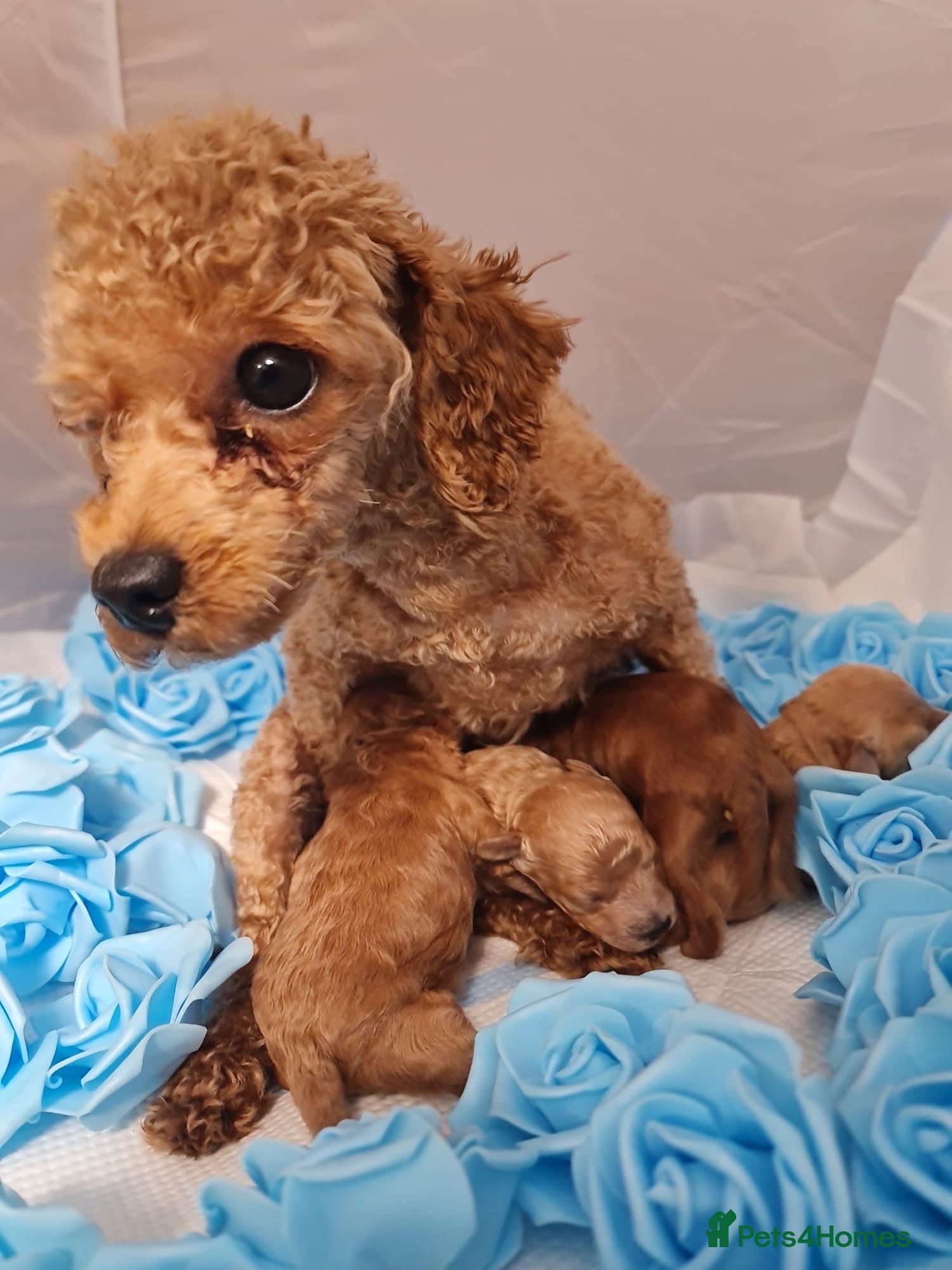 Toy Poodle dogs Stunning tiny toy poodles  - Advert 15
