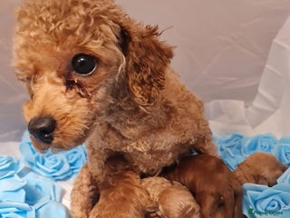 Toy Poodle dogs Stunning tiny toy poodles - Advert 1