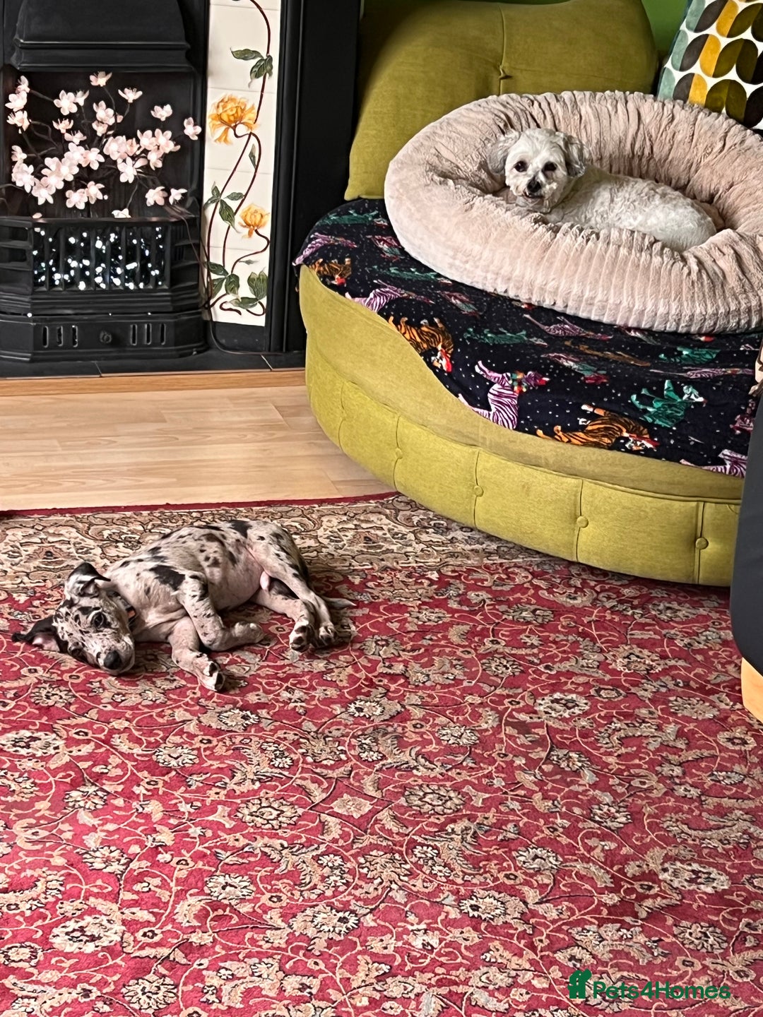Mixed Breed dogs for sale: Border/Bullie Cross Merle Male Puppy 11 Weeks - Image 4