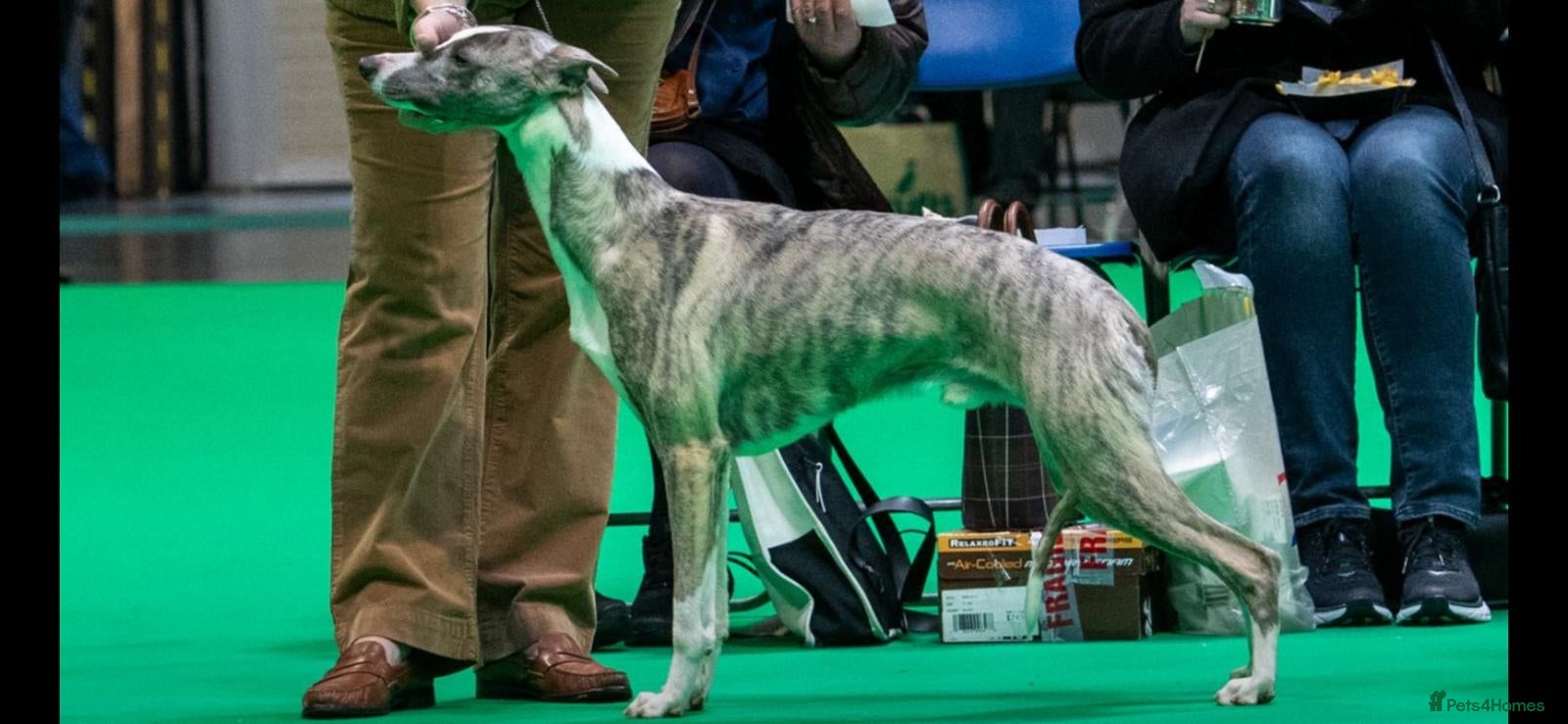 Whippet dogs Two exceptional kc registered pups available  - Advert 2