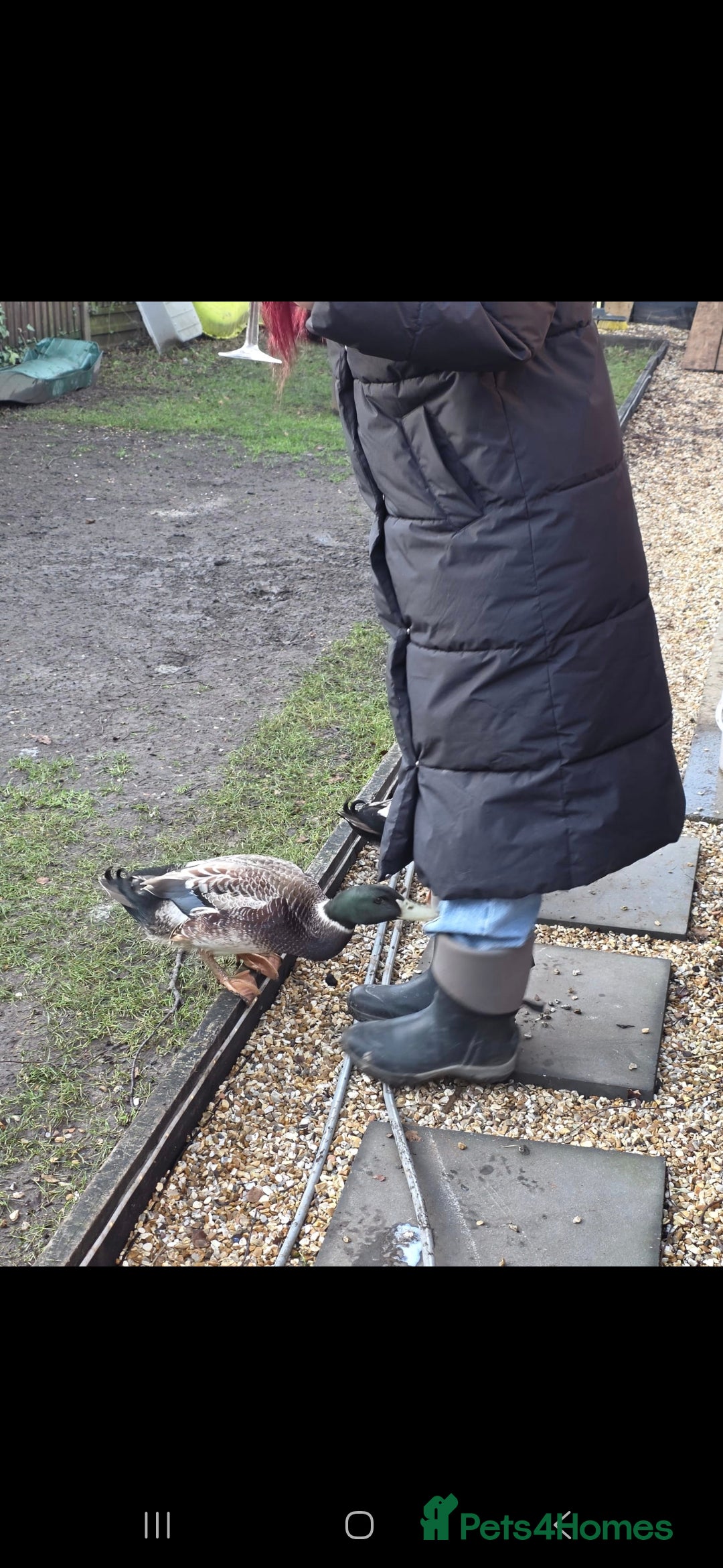 Ducks poultry for sale: 2x make ducks  - Advert 3