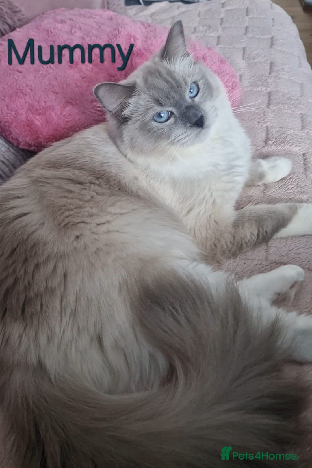 Ragdoll cats for sale: 4 Luxury European line Ragdolls kittens - Image 10