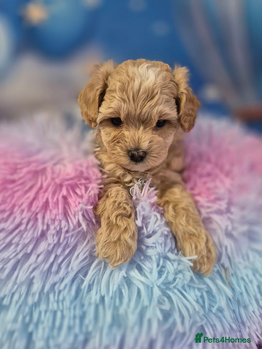 Maltipoo dogs for sale: Stunning Toy F1 Apricot & Cream maltipoo's - Advert 28