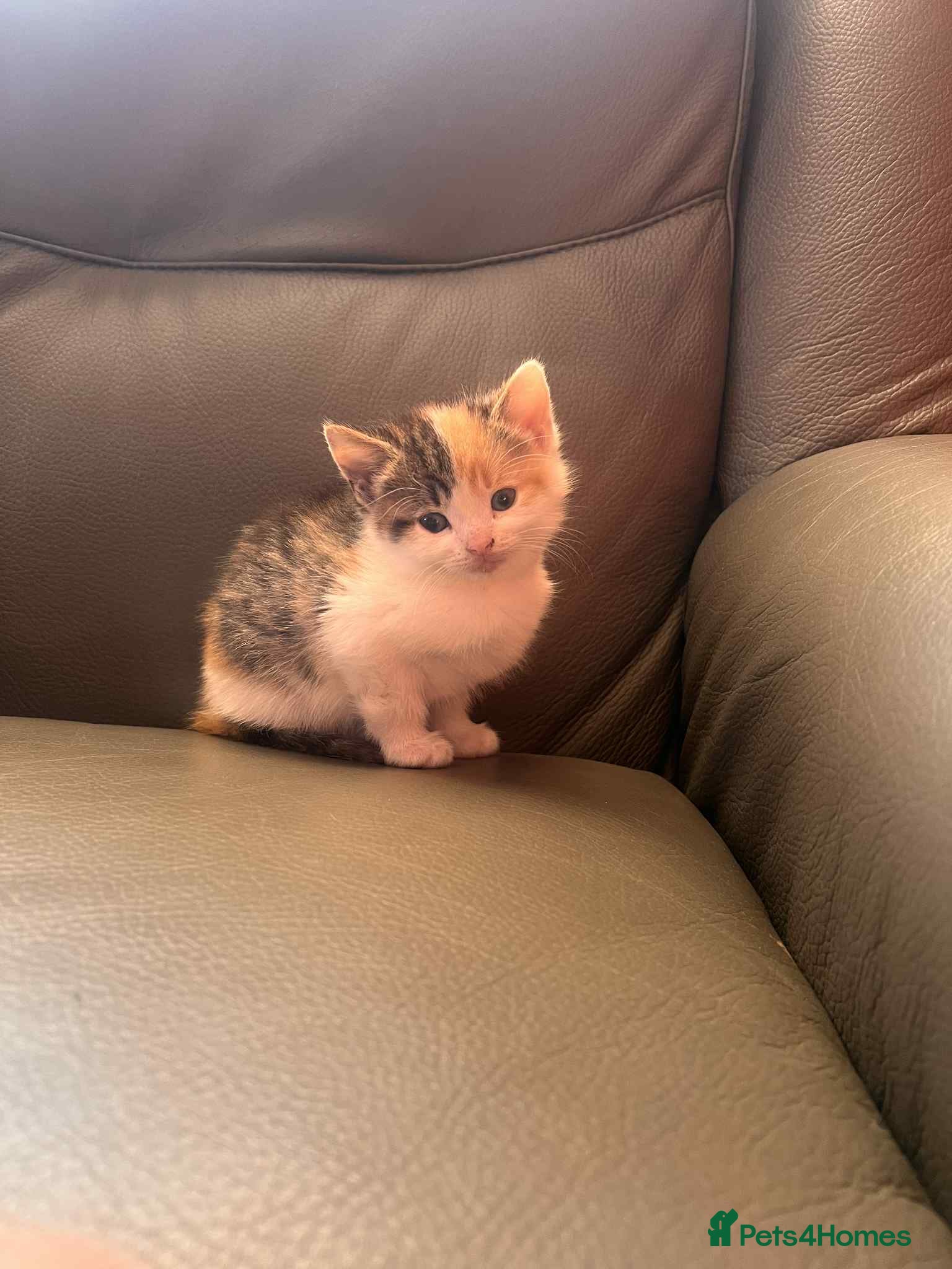 Mixed Breed cats For sale kittens  - Advert 1