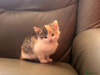 Mixed Breed cats For sale kittens - Advert 1