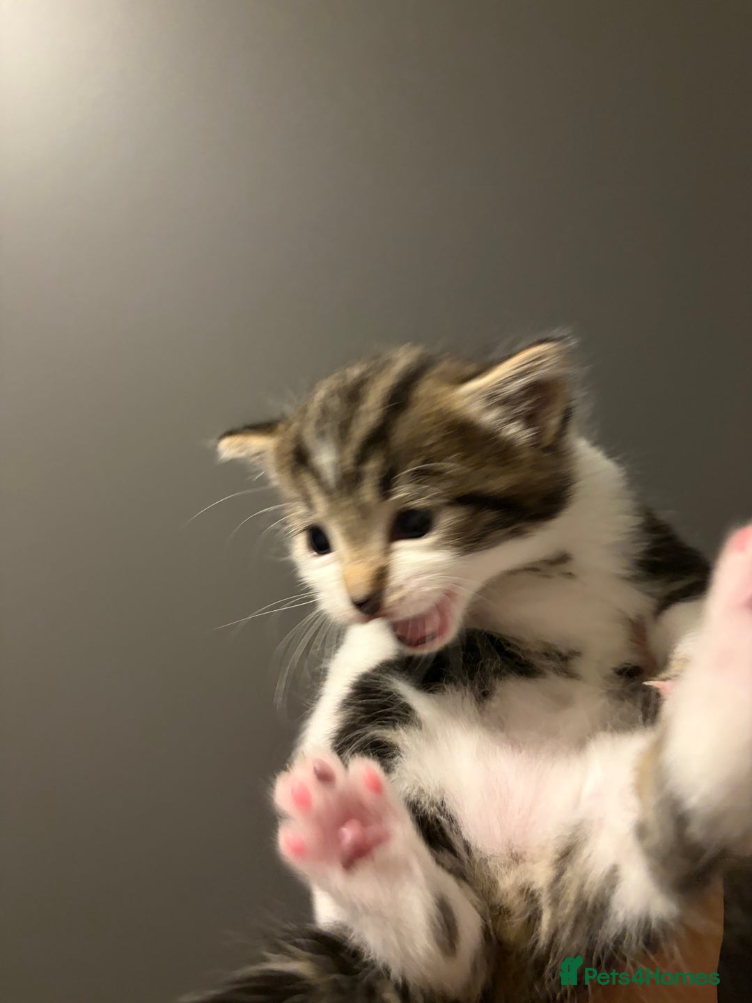 Ragdoll cats for sale: Kitten for sale  - Advert 4