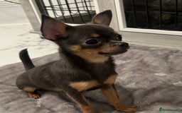Chihuahua dogs for sale: Looking for her forever home! - Image 1