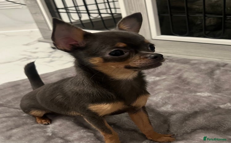 Chihuahua dogs - Advert 7