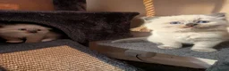 Ragdoll cats for sale: Ragdoll 3/4 x Persian kittens 1/4 in Cheddar - Advert 15