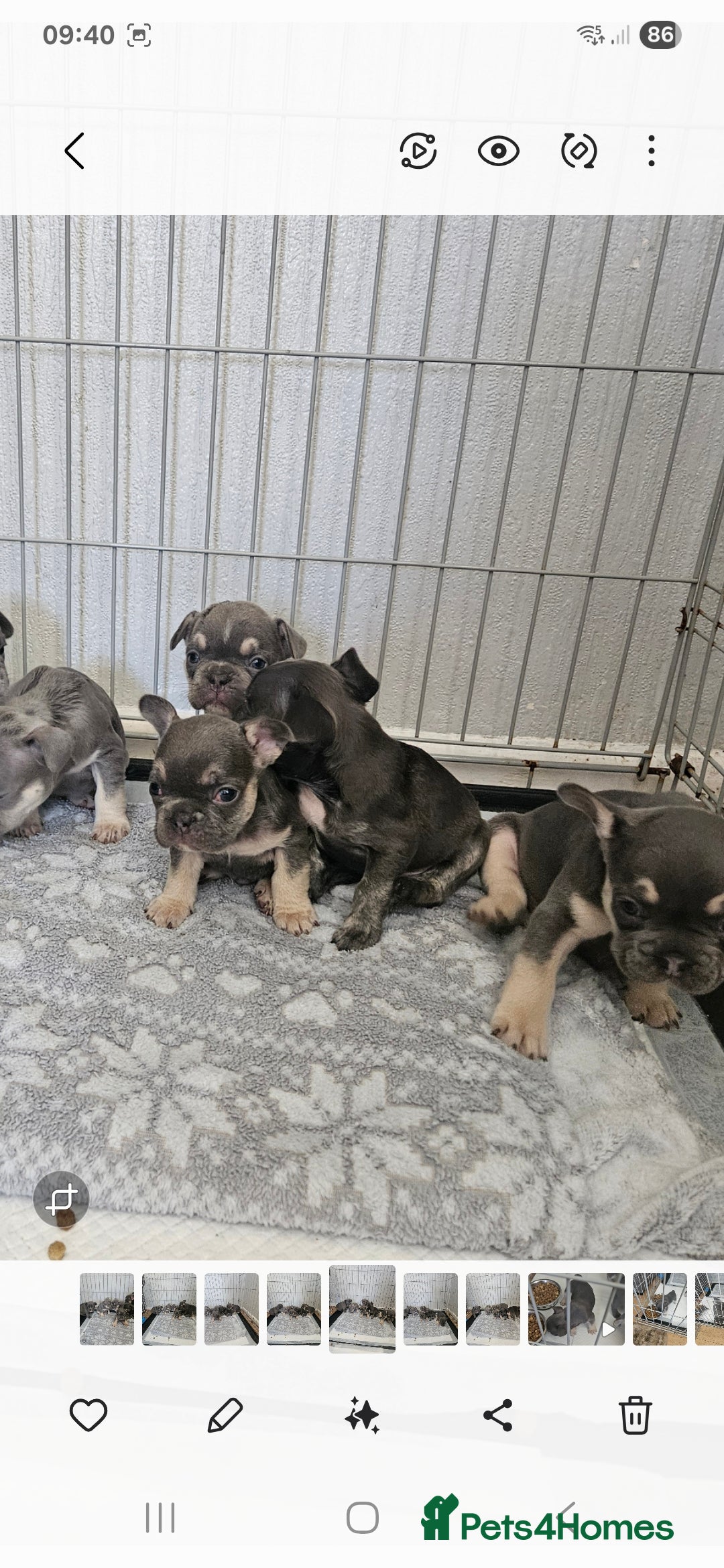 French Bulldog dogs for sale: Gorgeous frenchie pups  - Image 7