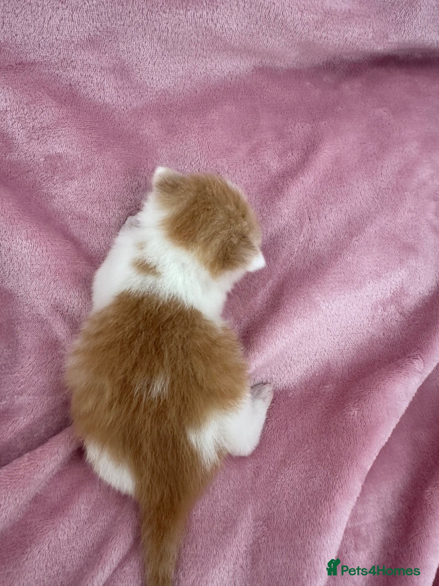 British Shorthair cats for sale: 🐻 Beautiful Pedigree Britishshort🐻 - Advert 6