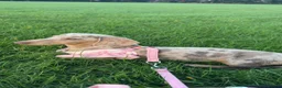 Dachshund dogs for sale: Dachshund for sale  - Advert 6