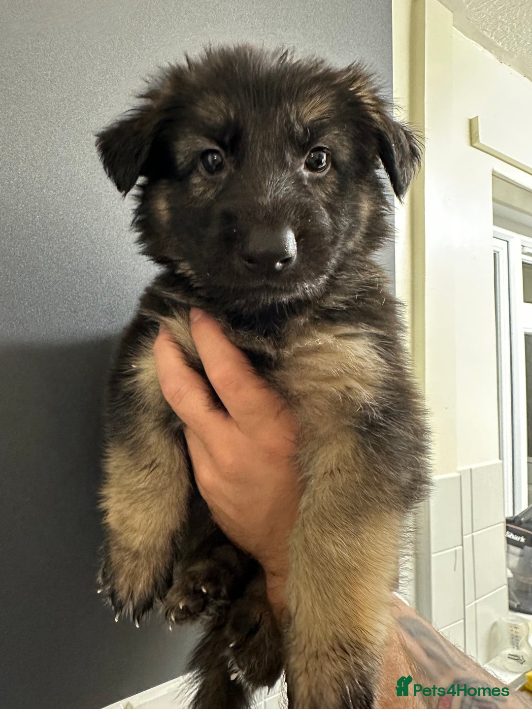 German Shepherd dogs for sale: German shepherd  - Image 9