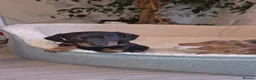 Miniature Dachshund dogs for sale: Adorable Miniature Dachshund Pups. in Deal - Advert 10
