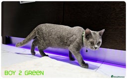 British Shorthair cats for sale: British  Blue Kittens (Delivery  available) - Image 9