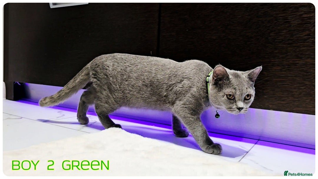 British Shorthair cats for sale: British  Blue Kittens (Delivery  available) - Image 9