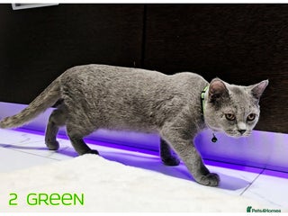 British Shorthair cats - Advert 9