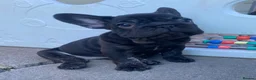 French Bulldog dogs for sale: KC registered French Bulldog puppies - Advert 28