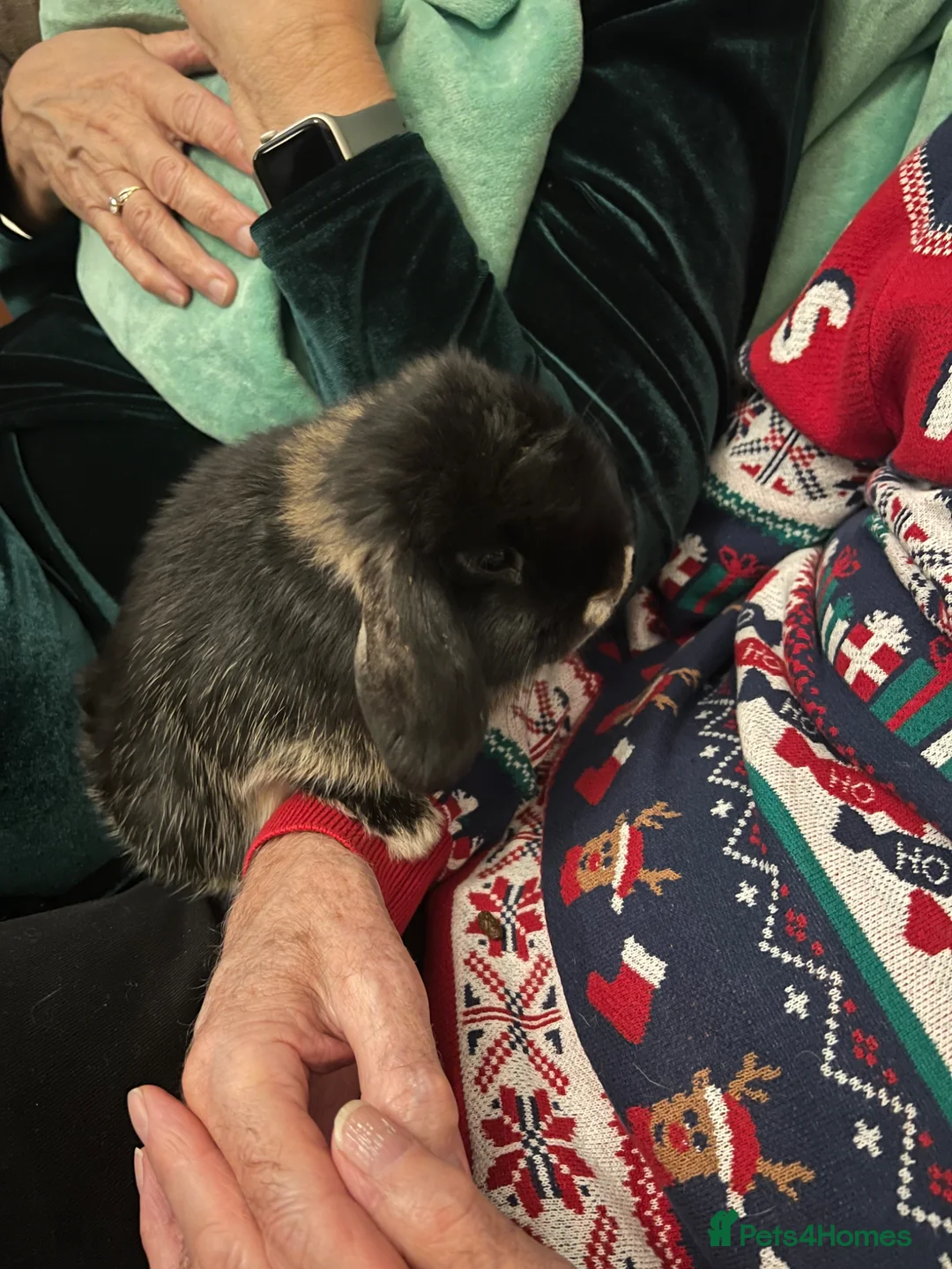 Mini Lop rabbits for sale: Damon - Advert 2